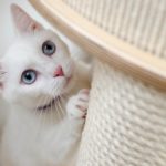 Eine weiße Katze kratzt an einem Sisalstamm.