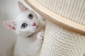 Eine weiße Katze kratzt an einem Sisalstamm.