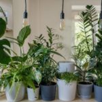 Pflanzen brauchen Pflanzenlampen