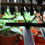 LED Pflanzenlampe in Action