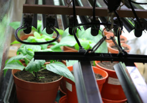 LED Pflanzenlampe in Action