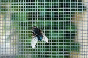fliege-im-fliegengitter