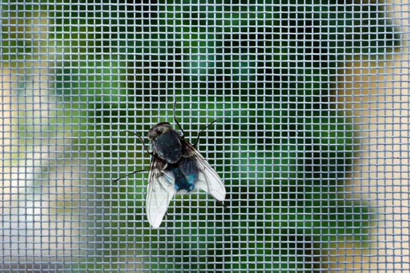 fliege-im-fliegengitter