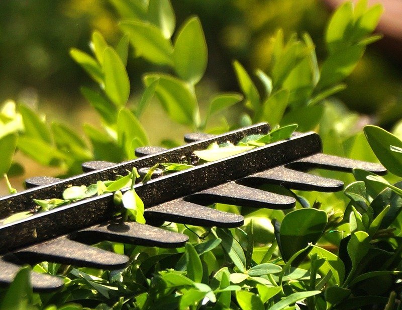 Hecke schneiden mit Heckenschere oder Heckenschneider Test