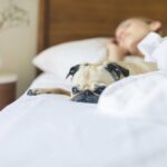 Hund liegt im Bett mit Matratzenschoner