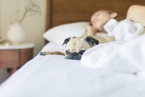 Hund liegt im Bett mit Matratzenschoner