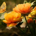 Schmetterling an Blumen