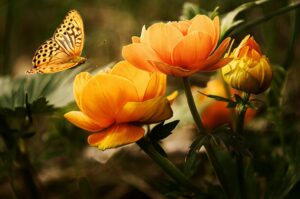 Schmetterling an Blumen