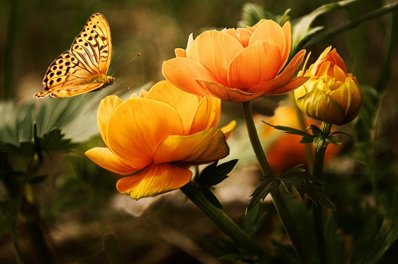Schmetterling an Blumen