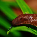 Schnecke frisst Pflanze
