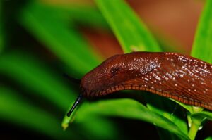 Schnecke frisst Pflanze